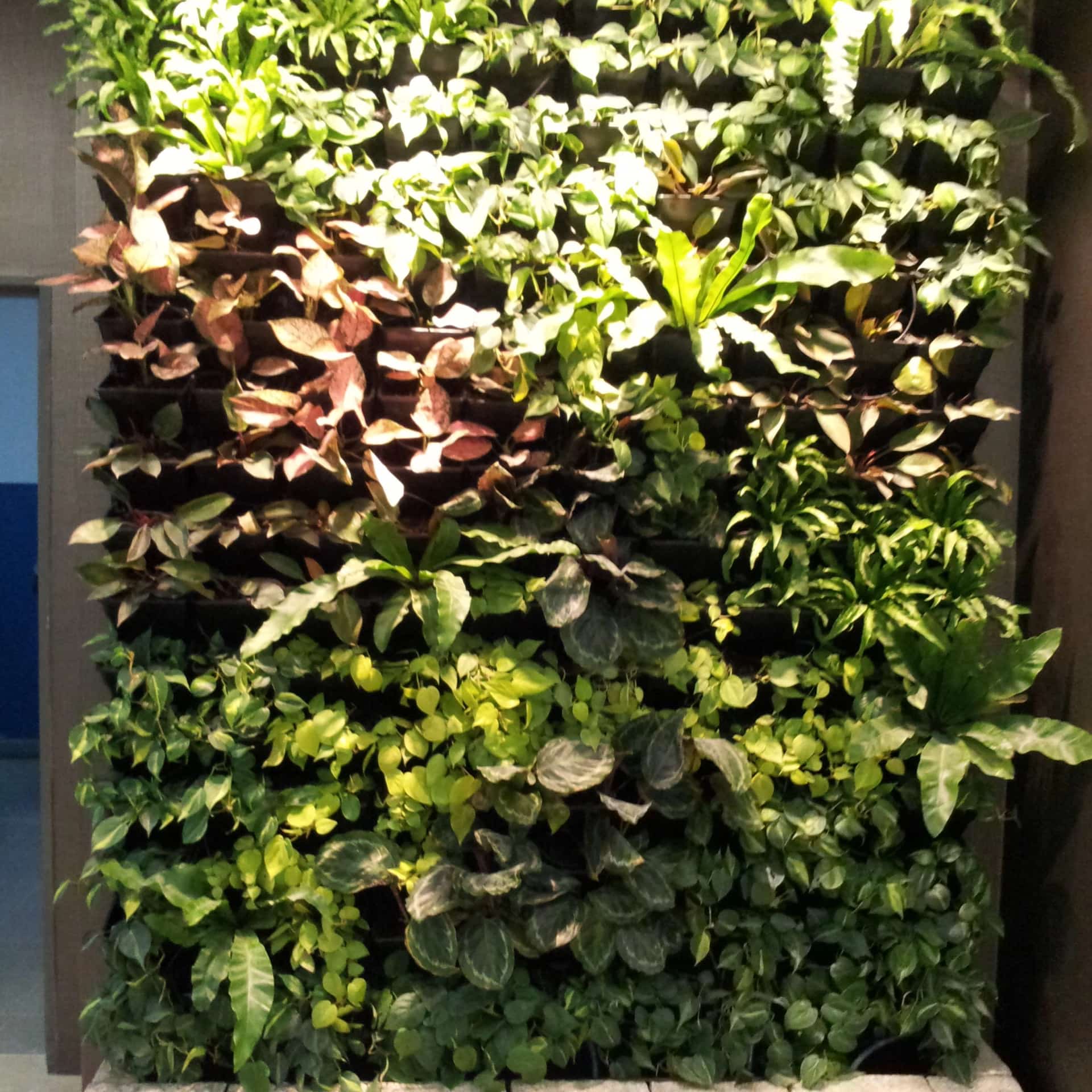 Indoor green wall of mixed tropical foliage with bird's nest ferns and trailing pothos