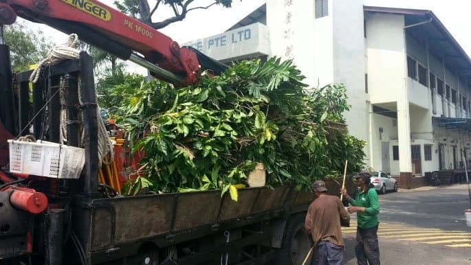 Crew loading cut branches onto a truck during tree works