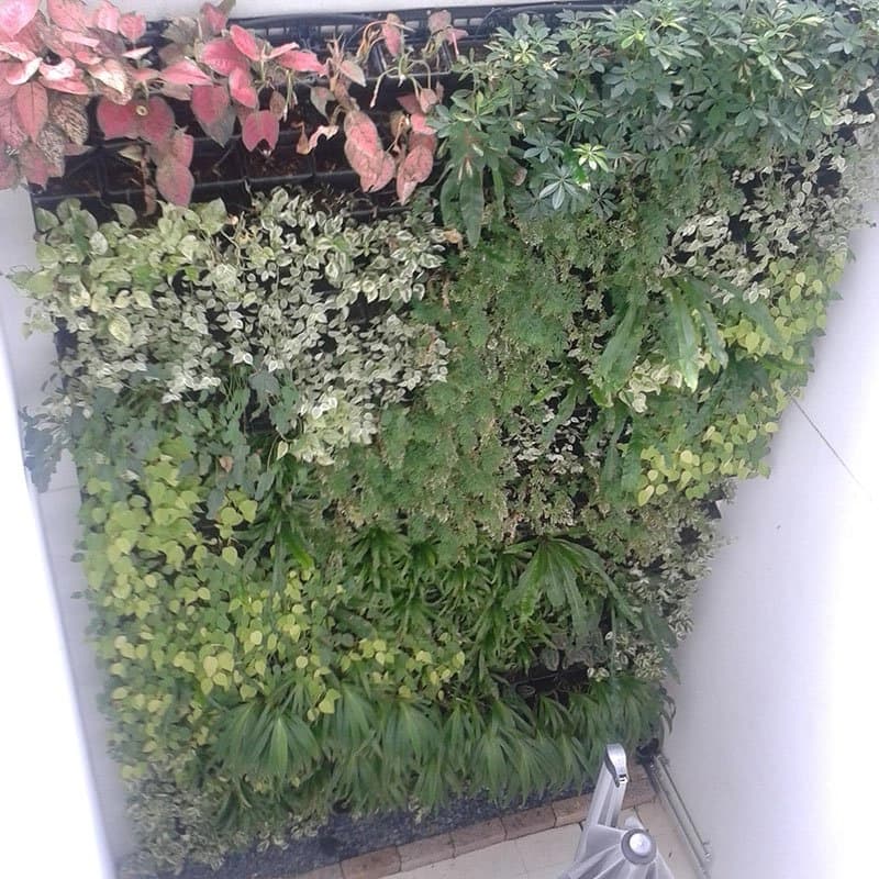 Vertical green wall panel planted with mixed trailing foliage