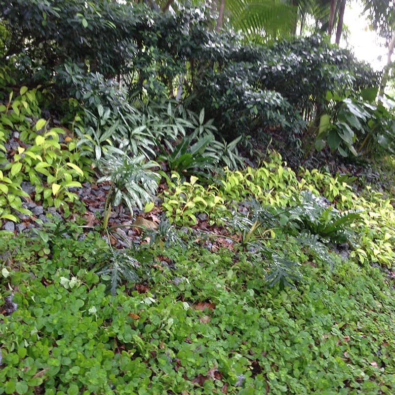 Maintained ground-cover planting bed of mixed foliage at Marbella