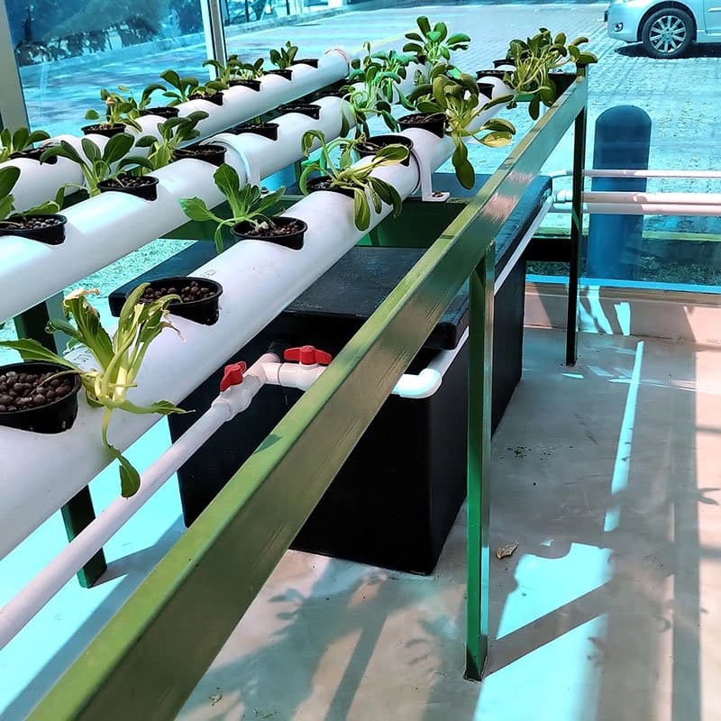 Hydroponic vertical planting racks holding young seedlings