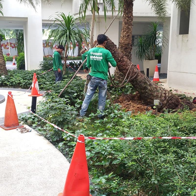Crystalene crew working a cone-marked planting site