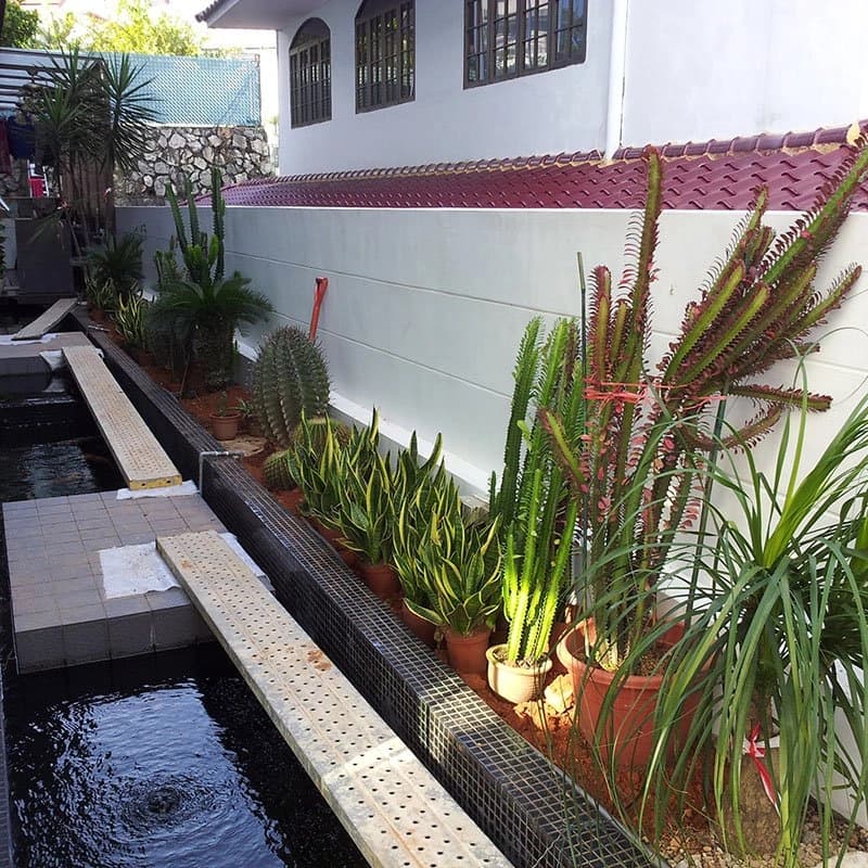 Koi pond and walkway beside potted succulents and cacti along a house wall