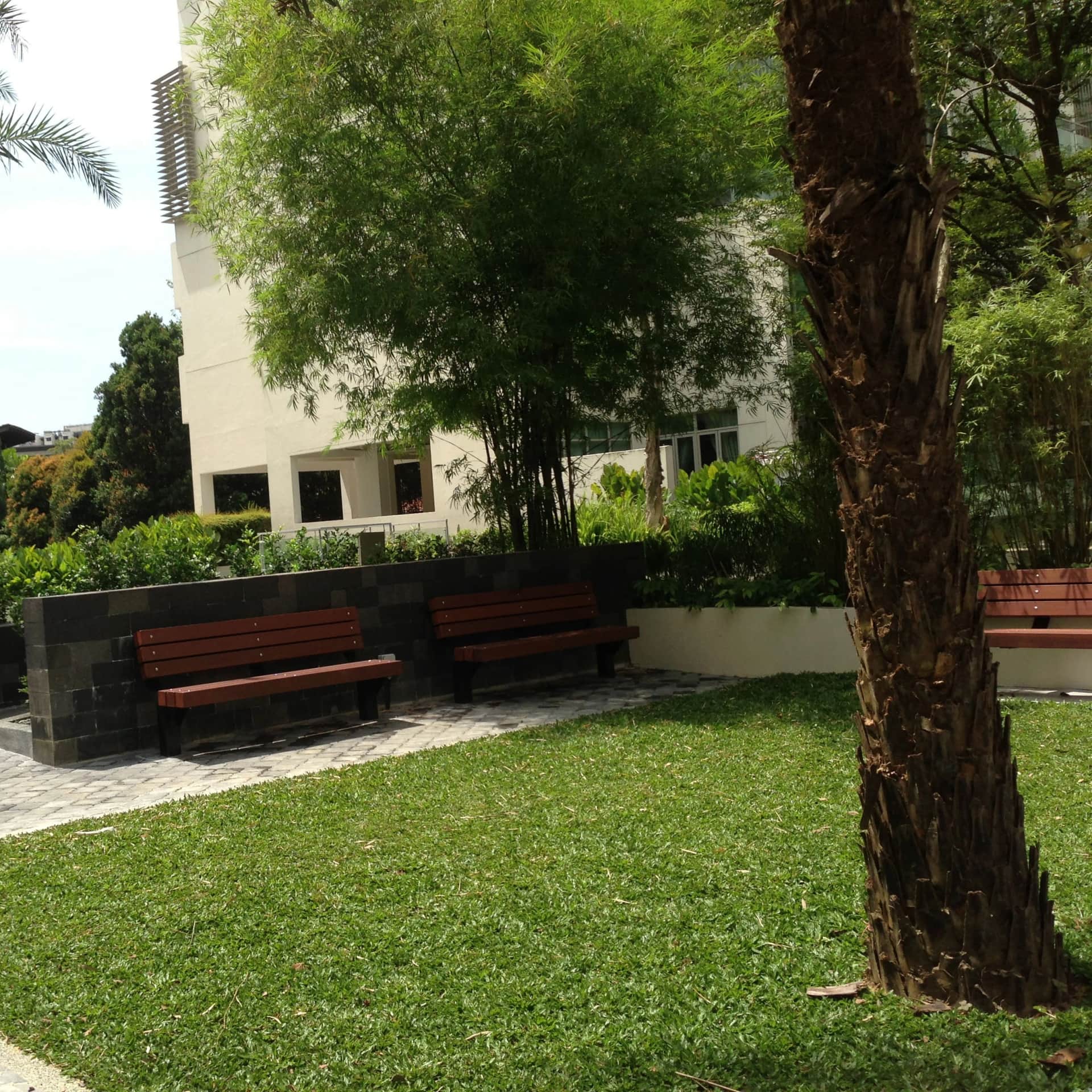 Timber benches on turf beneath mature trees