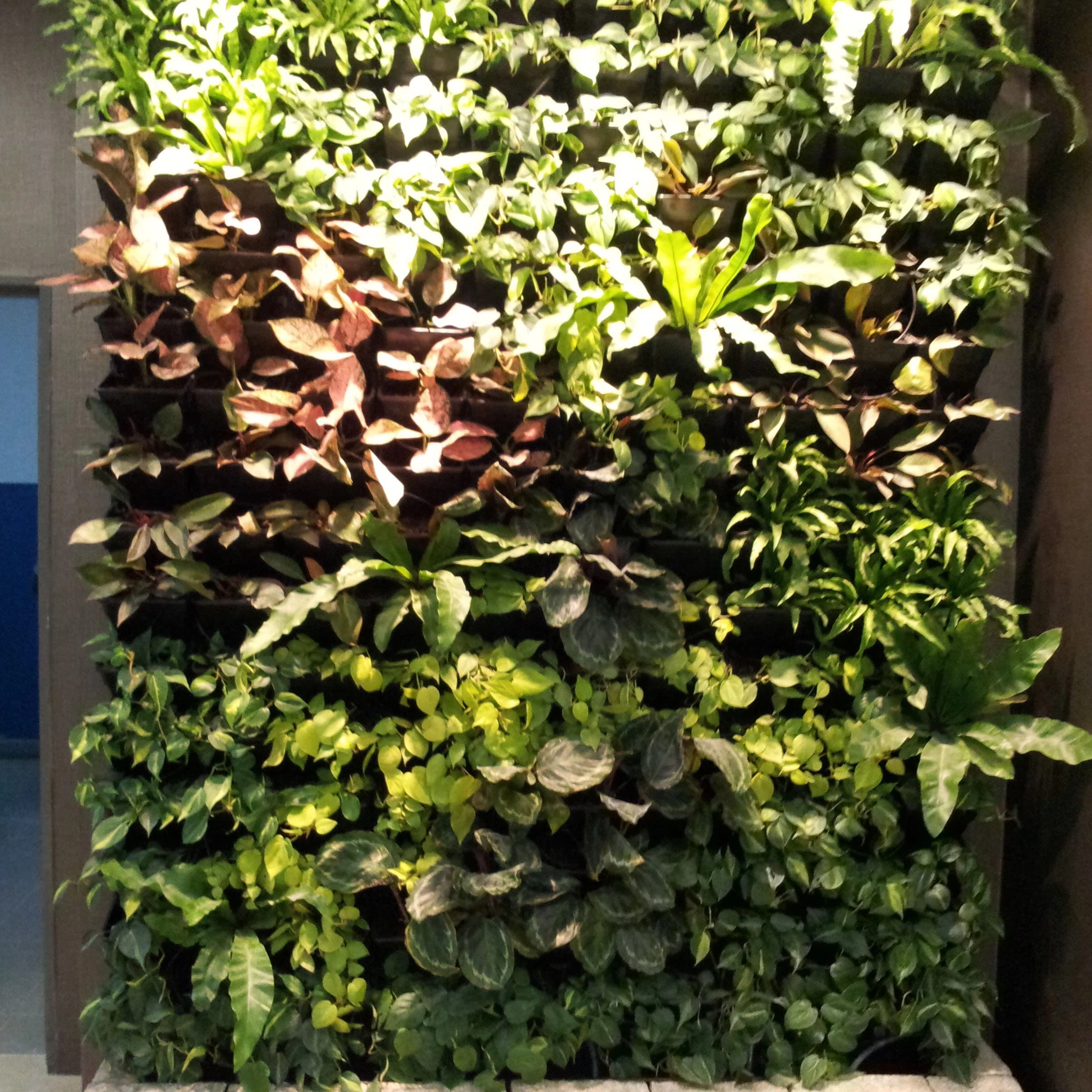 Indoor green wall of mixed tropical foliage with bird's nest ferns and trailing pothos