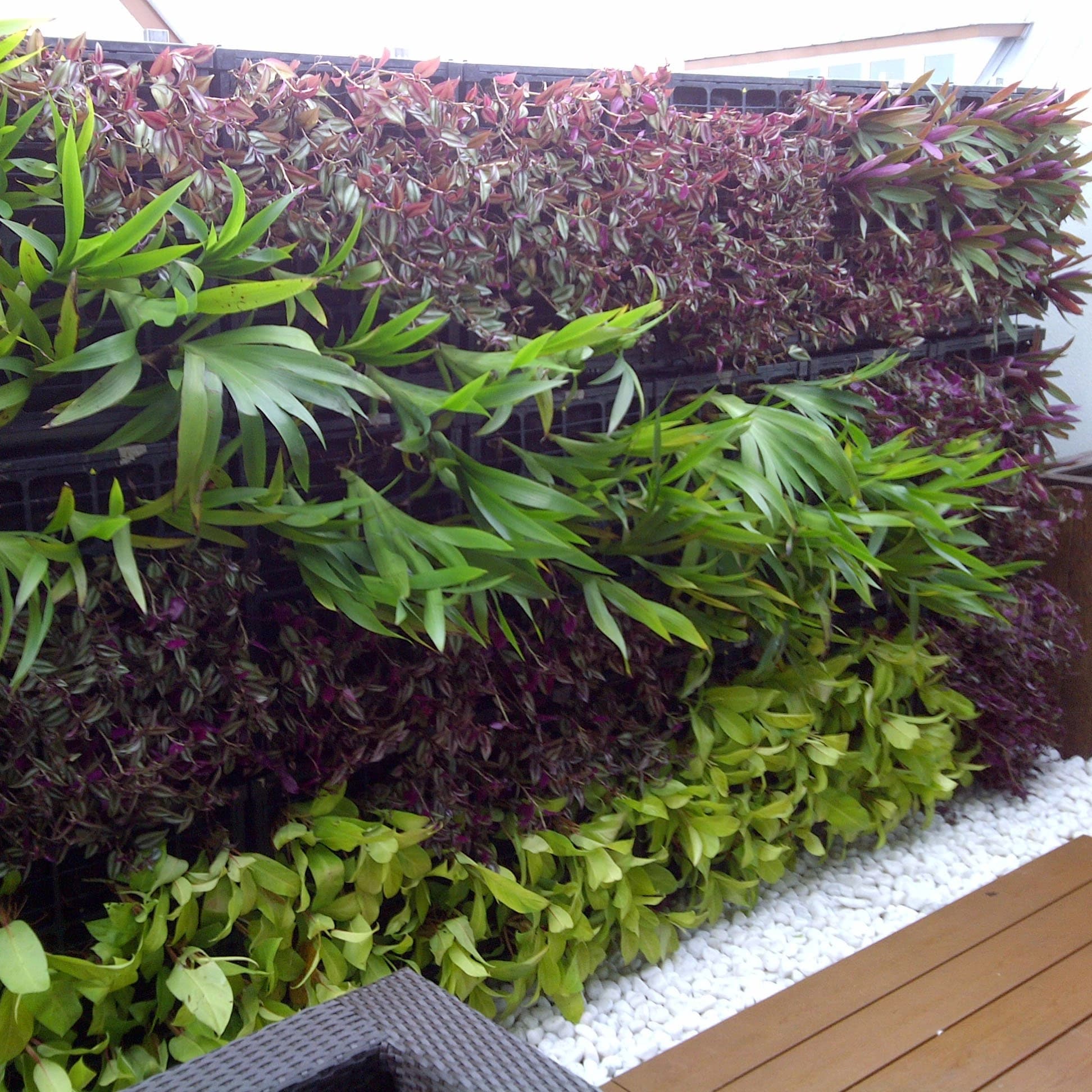 Modular green wall of purple and lime foliage beside a timber deck and white pebble bed